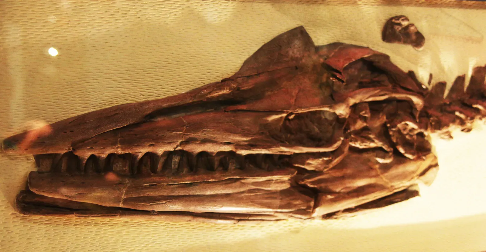 6. Mosasaur Brain Organization Changed Over Time (Tylosaurus proriger - skull - Smithsonian Museum of Natural History - 2012-05-17Uploaded by FunkMonk, CC BY-SA 2.0)