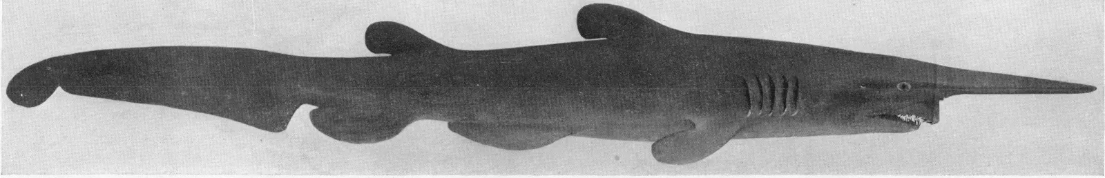 Why This Strange Shark Should Change How We See Ourselves (Hussakof L. A new goblin shark, Scapanorhynchus jordani, from Japan. Bulletin of the AMNH 26, 257-262 [1], Public domain)