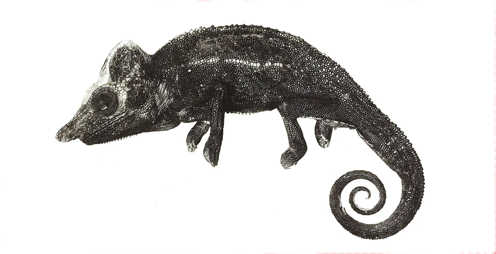 #11 - The Chameleon Rediscovered After Nearly Two Decades Missing (This file was derived from:  Chameleon voeltzkowi 1913.png:, Public domain)