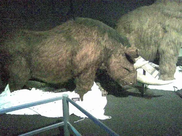 #10 - "They Were Just Hairy Modern Rhinos" (markhealey, Flickr, CC BY-SA 2.0)
