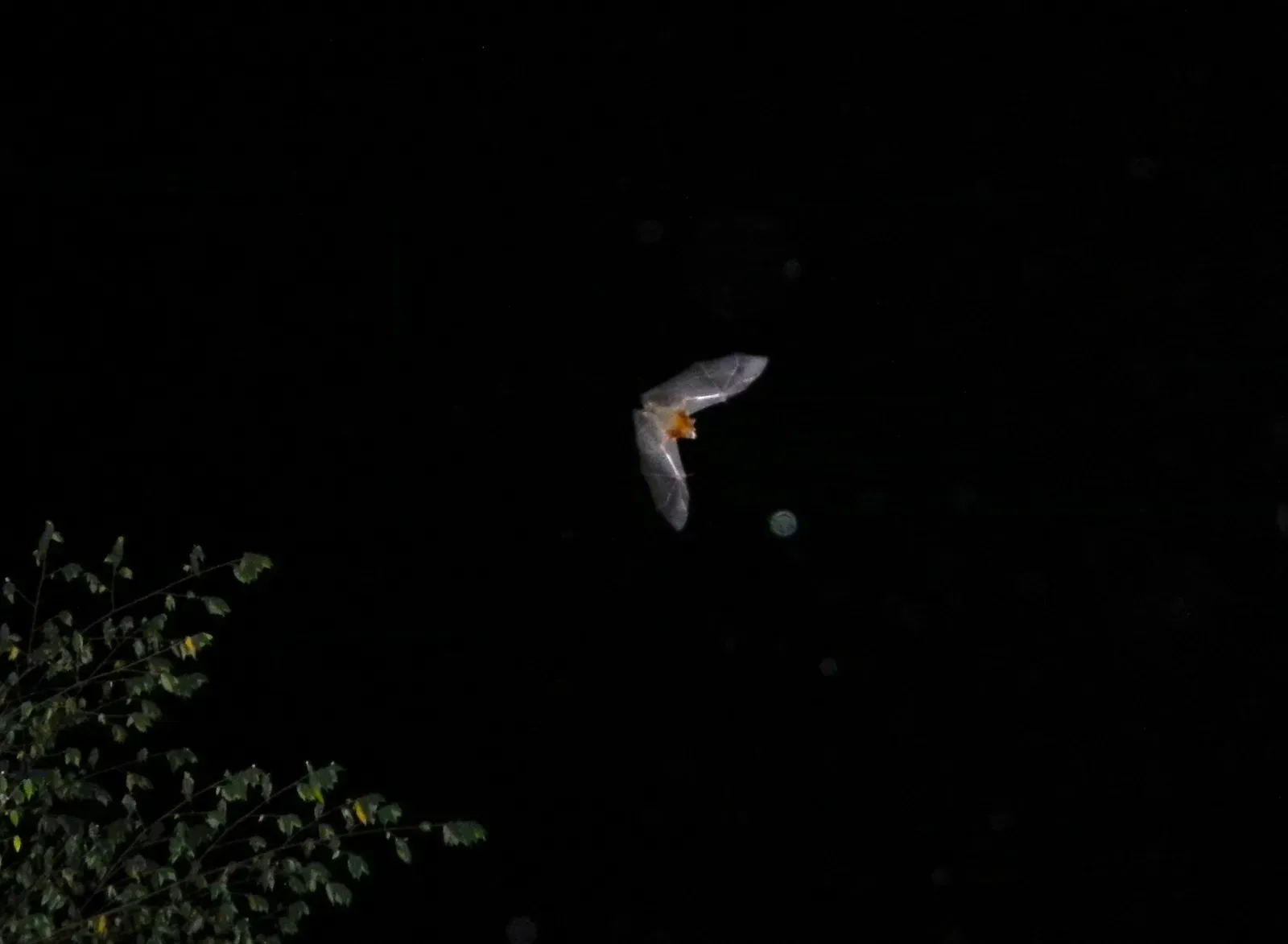 #4 - Bulmer's Fruit Bat and the Cave That Fooled Everyone (By Ramon FVelasquez, CC BY-SA 3.0)