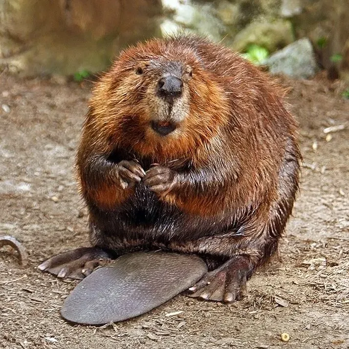 The North American Beaver: Shadow of a Bear-Sized Rodent (Image Credits: Wikimedia)