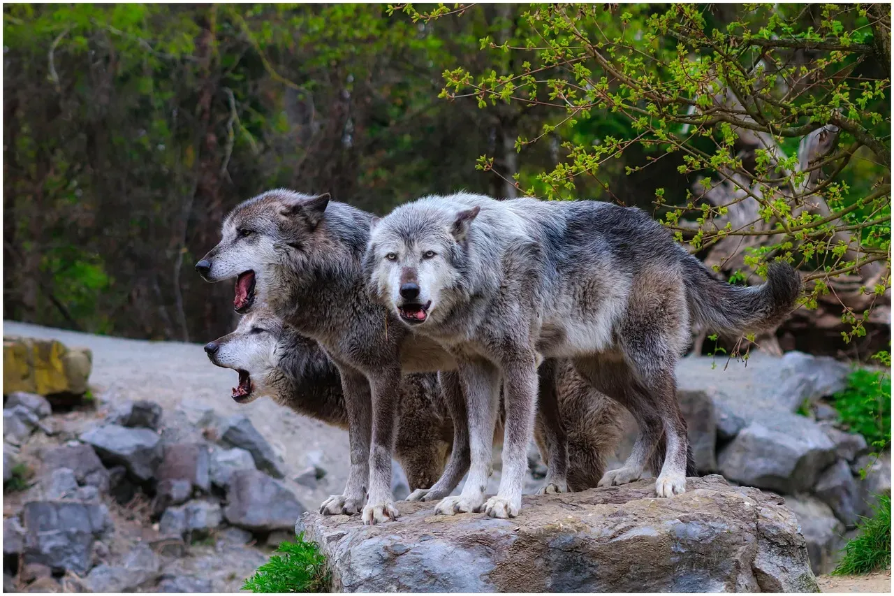 #10 - Every Wolf Has a Voice as Unique as a Fingerprint (Image Credits: Pixabay)