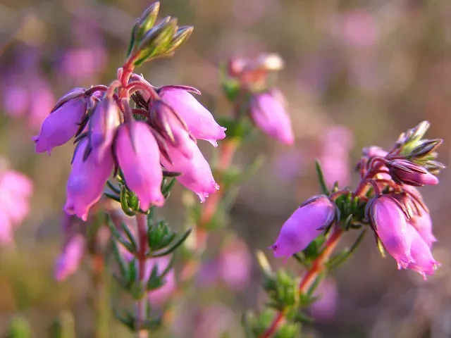 4. Plant Life Transformed as Flowering Plants Took Over (From geograph.org.uk, CC BY-SA 2.0)
