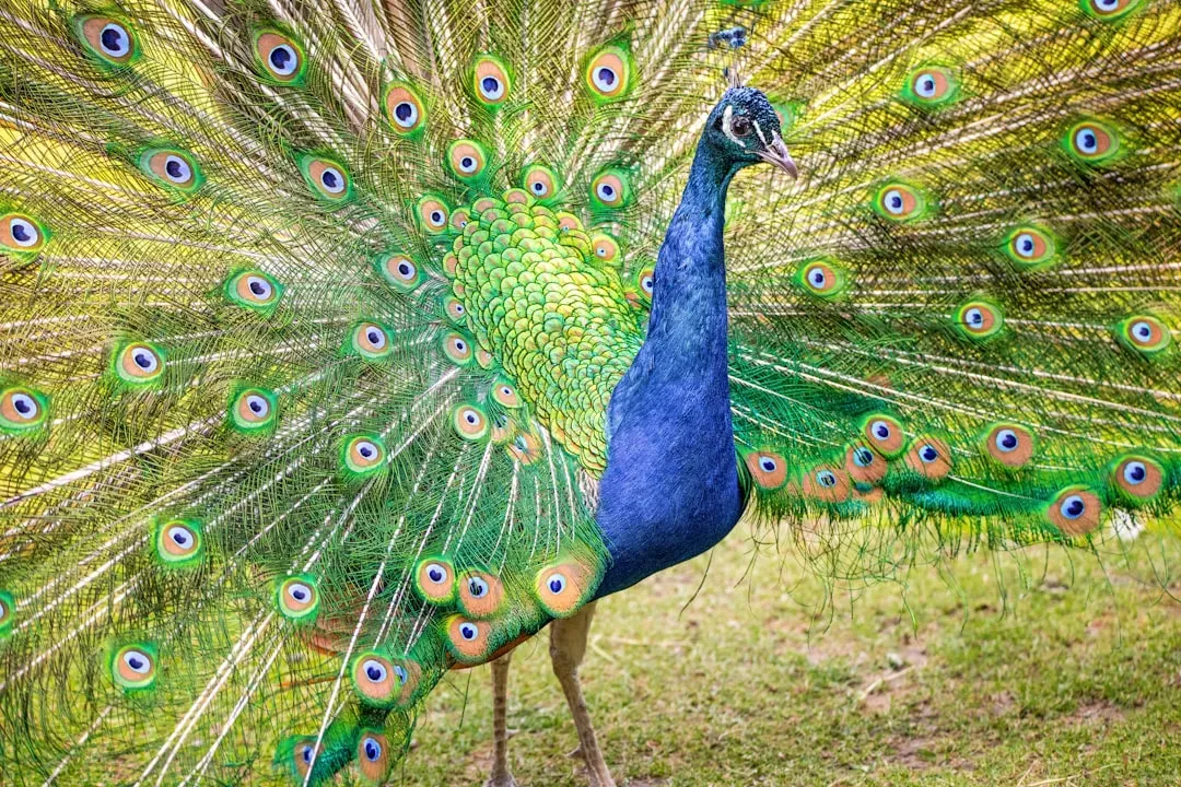 Leo – The Peacock (Image Credits: Unsplash)