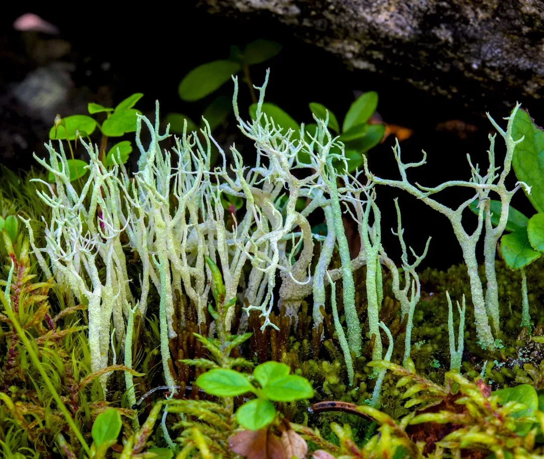 The Fungal Friends Who Made It All Possible (Image Credits: Unsplash)