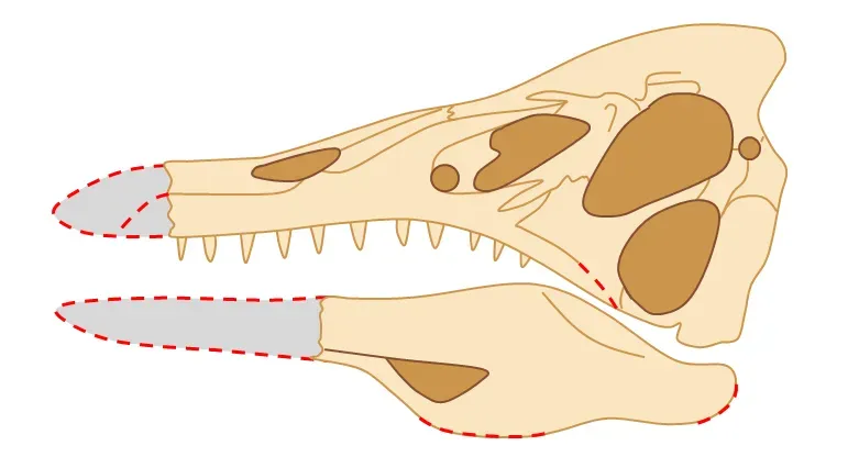 A Name Born From Frustration: How Irritator Was Discovered (By PaleoGeekSquared, CC BY-SA 4.0)