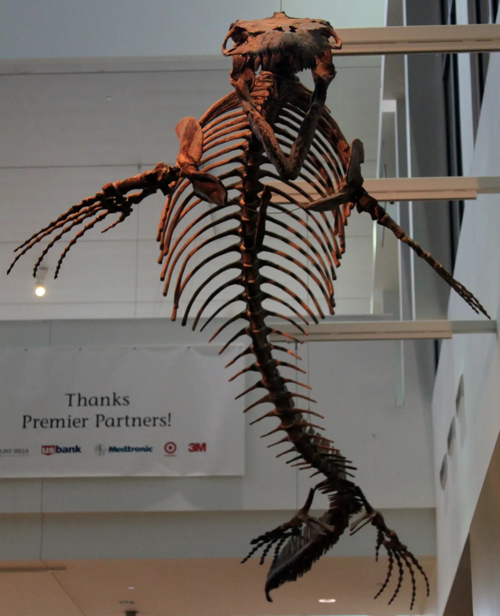 #7 - The Swimming Style Is Decades Out of Date (Mosasaurus conodonUploaded by FunkMonk, CC BY 2.0)