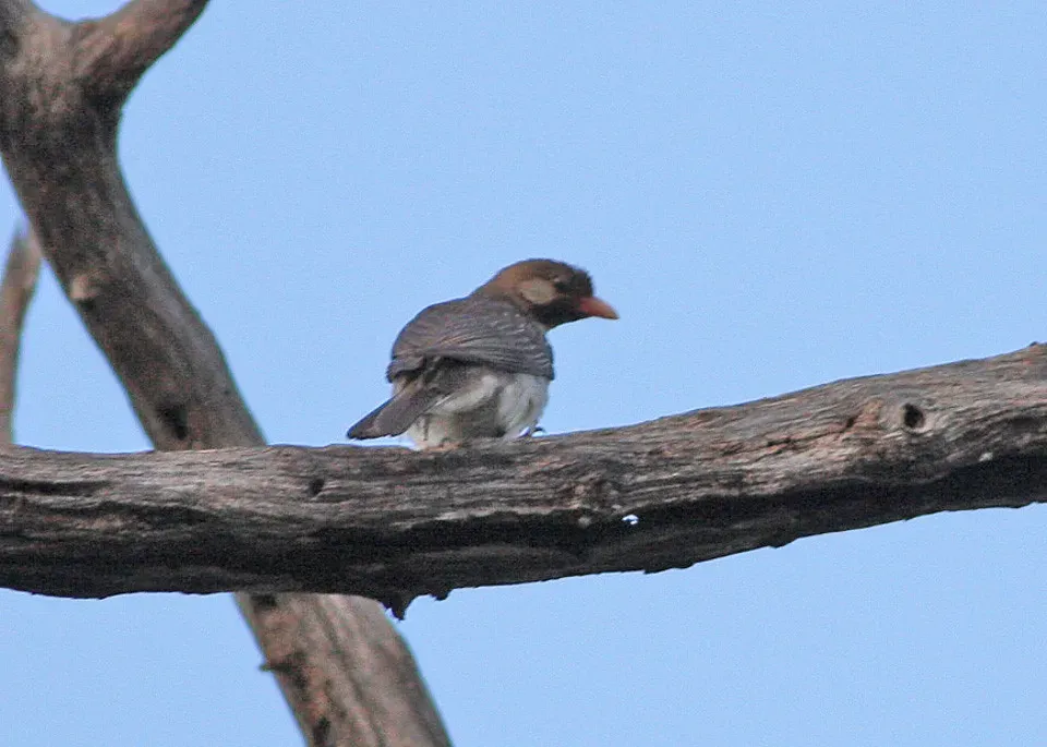 #10 - They Knew Domestication Was Never One-Sided (sussexbirder, Flickr, CC BY 2.0)