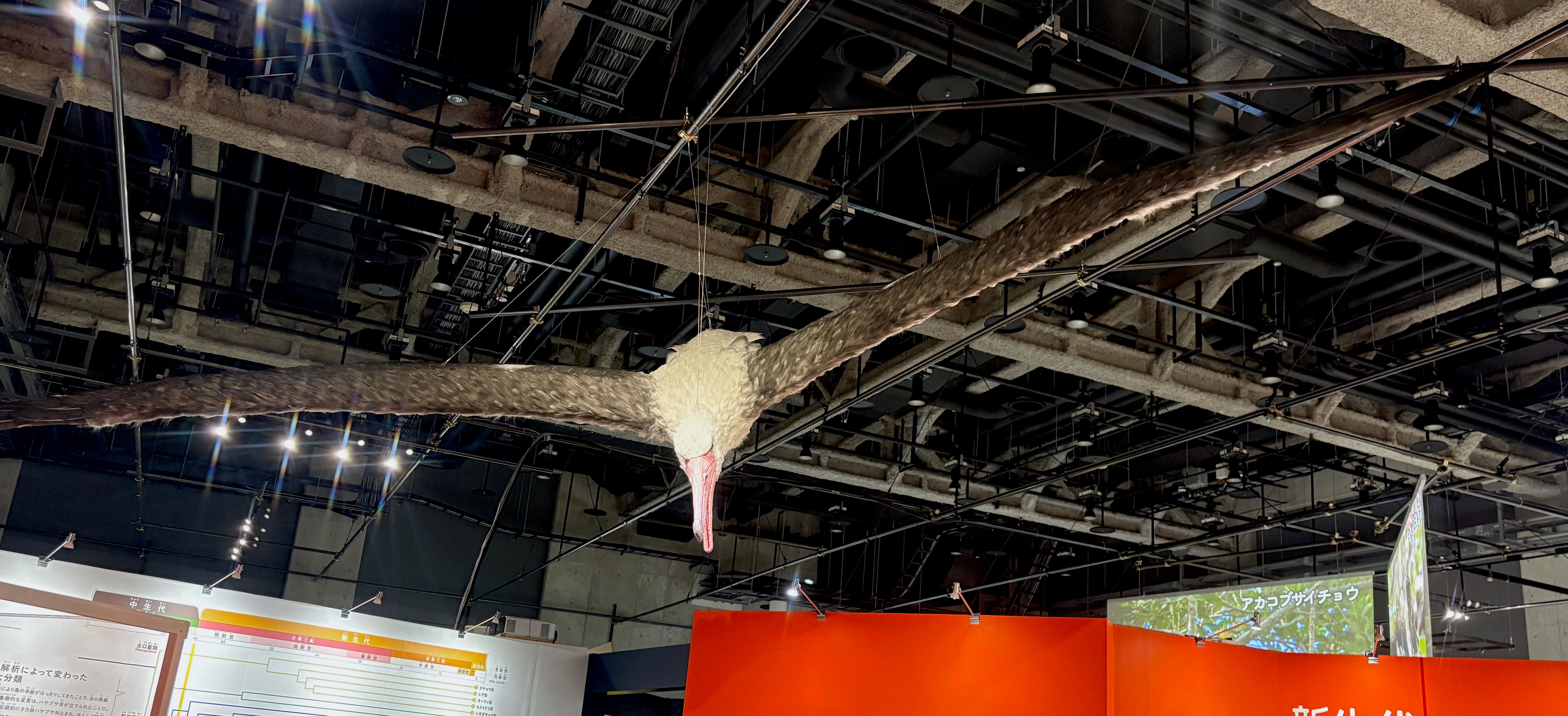 Pelagornis sandersi: The Ocean Giant with the Longest Wings (Image Credits: Wikimedia)