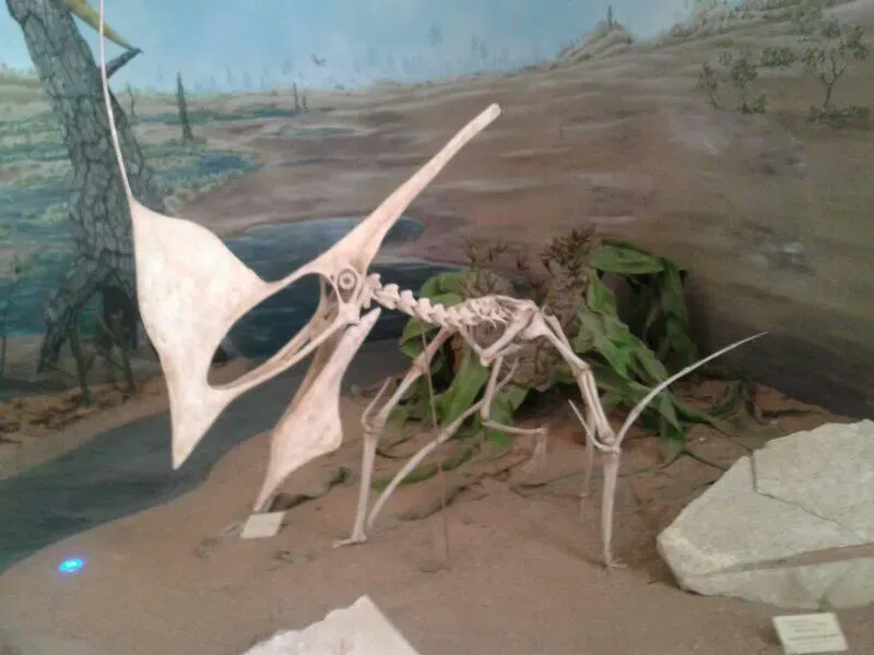 #8 - Pterodactylus Giganteus: The "Giant Pterodactyl" That Changed Identity (By Maurobio, CC BY-SA 4.0)