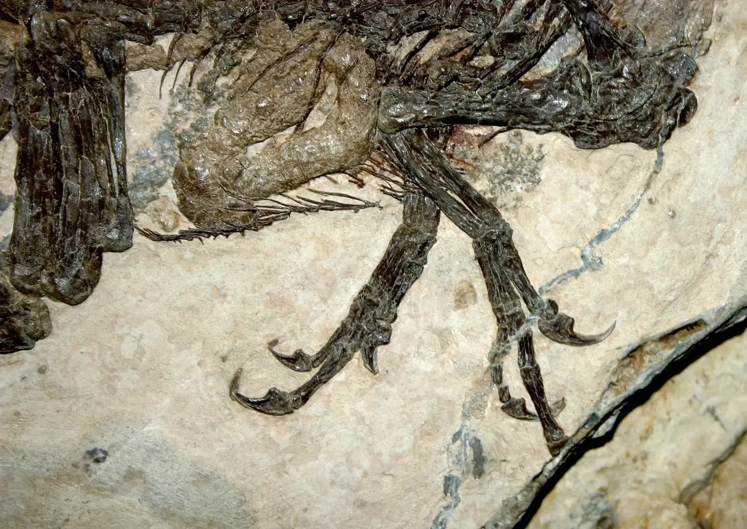 What Scipionyx’s Gut Reveals About Dinosaur Biology (By Giovanni Dall'Orto, CC BY-SA 2.5 it)