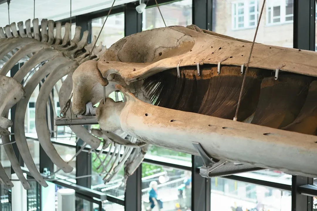 #13: Fin And Grey Whales Were Hung Like Ships, Not Swimmers (Image Credits: Unsplash)