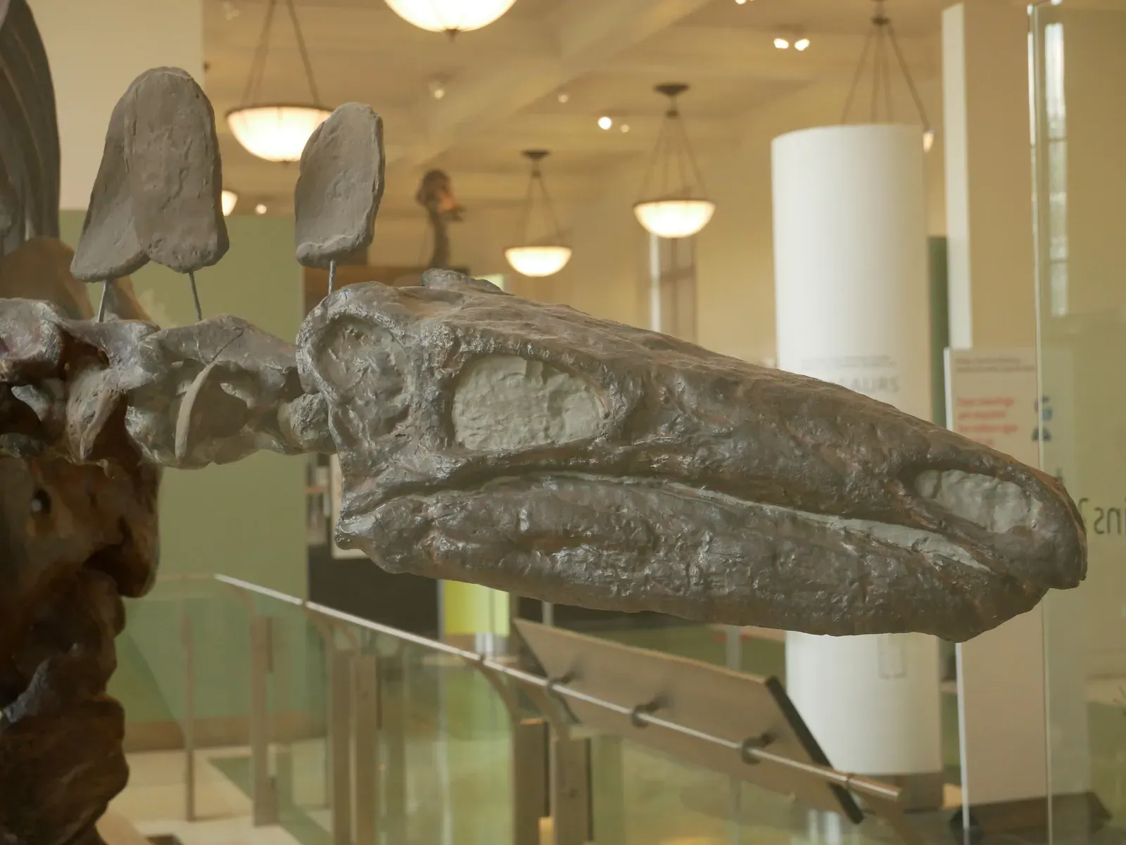 4. Stegosaurus Had a Brain Tinier Than You'd Believe for Its Body Size (Image Credits: Wikimedia)