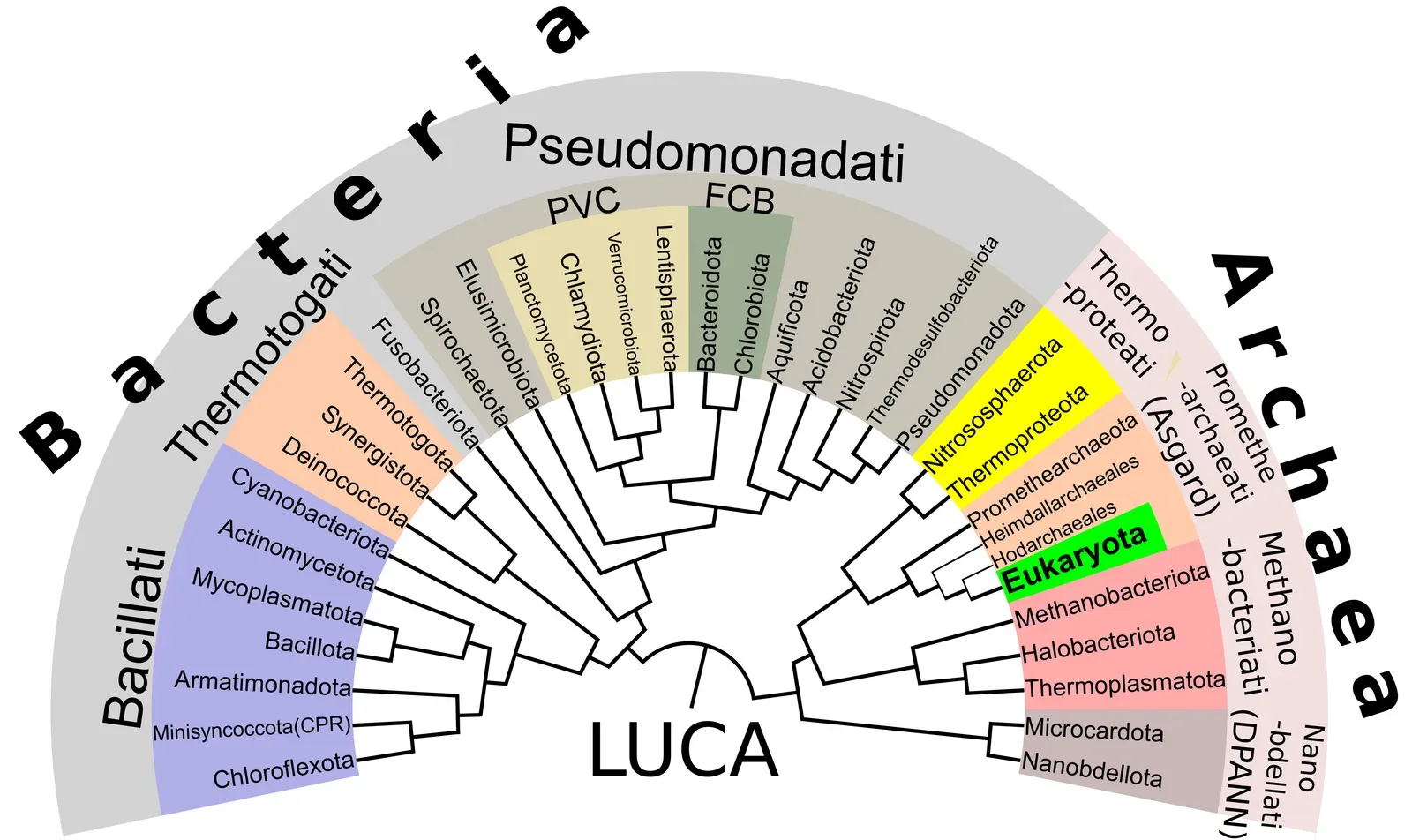 #2 - Life's "Tree" Might Have Only Three Deep Branches - And We're on the Weird One (Coleman, Gareth A. et al. (2021.05.07). "A rooted phylogeny resolves early bacterial evolution". Science 372 (6542): eabe0511. DOI:10.1126/science.abe0511. PMID 33958449., CC BY-SA 4.0)