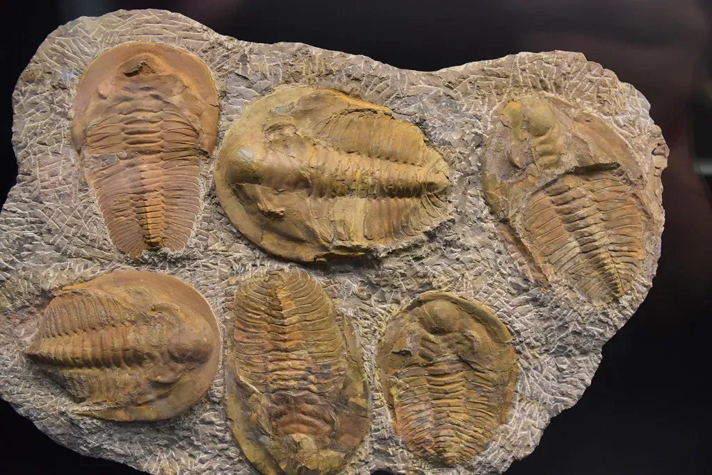 The Great Dying: How the World's Greatest Extinction Ended Their Reign (conall.., Flickr, CC BY 2.0)