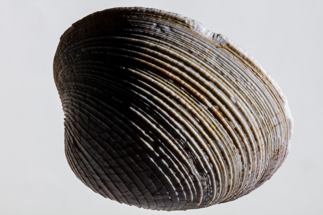 Brachiopods: Ancient Shell Bearers (Image Credits: Unsplash)