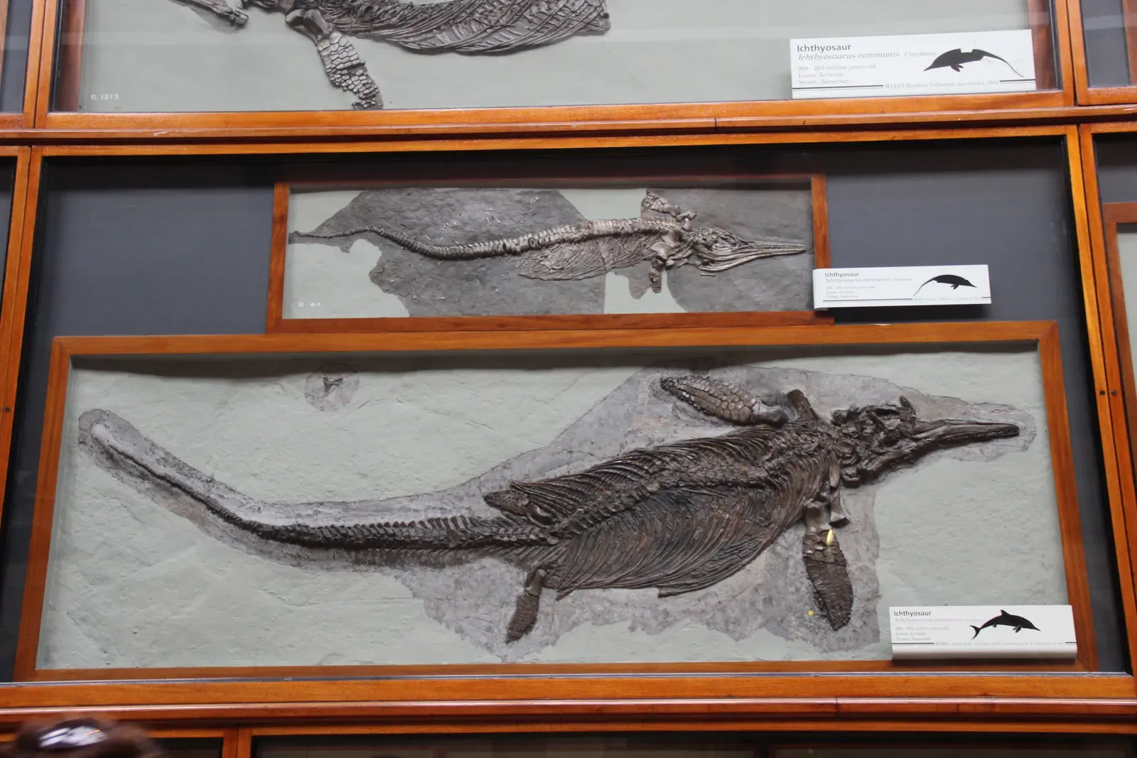 Ichthyosaurs: The “Dolphins” of the Jurassic That Beat Mammals to the Idea (By Gary Todd, CC0)