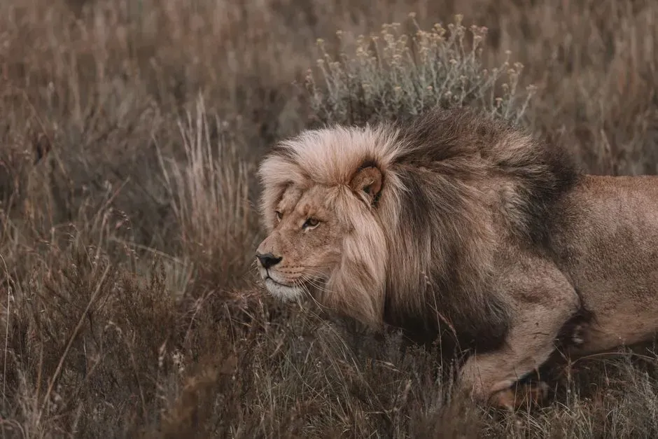 Conclusion: Our Predator Obsession Is a Clue, Not a Curse (Image Credits: Pexels)