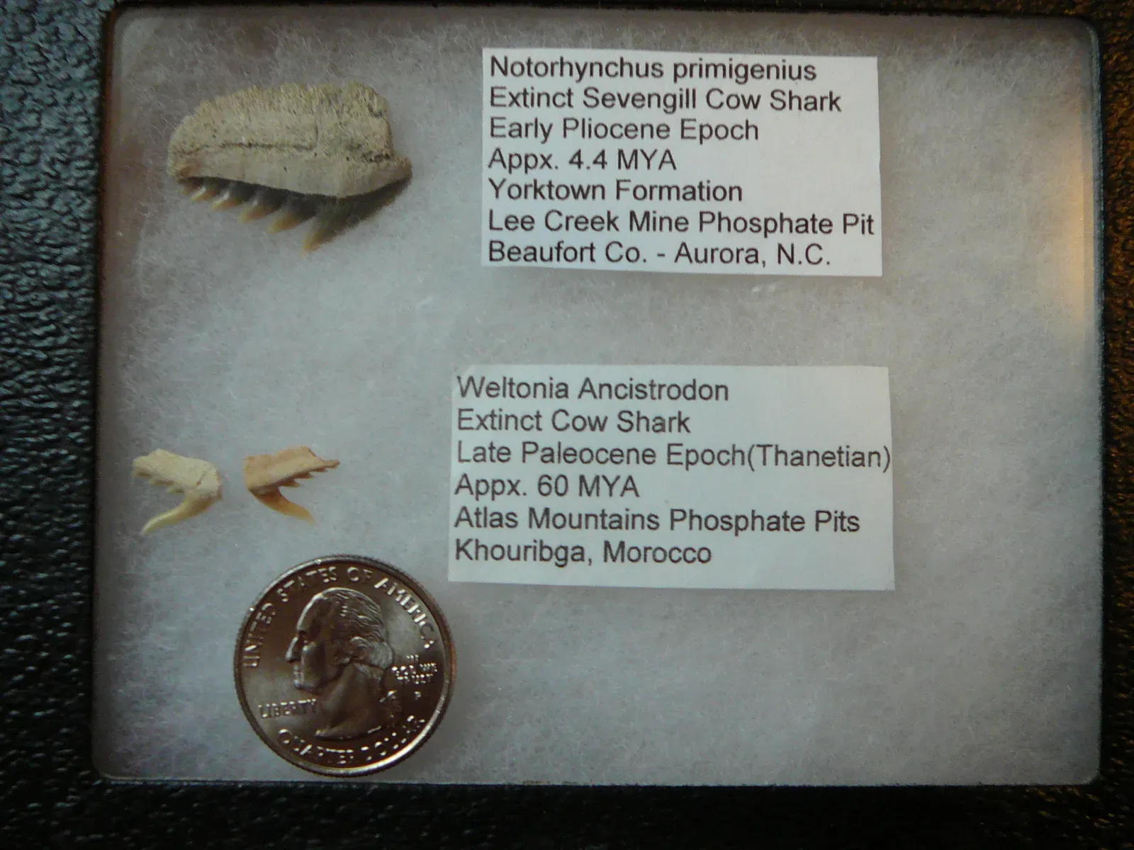 6. Downplaying Gaps in the Fossil Record and the Role of Chance (Transferred from en.wikipedia to Commons by User:Innotata using CommonsHelper., Public domain)