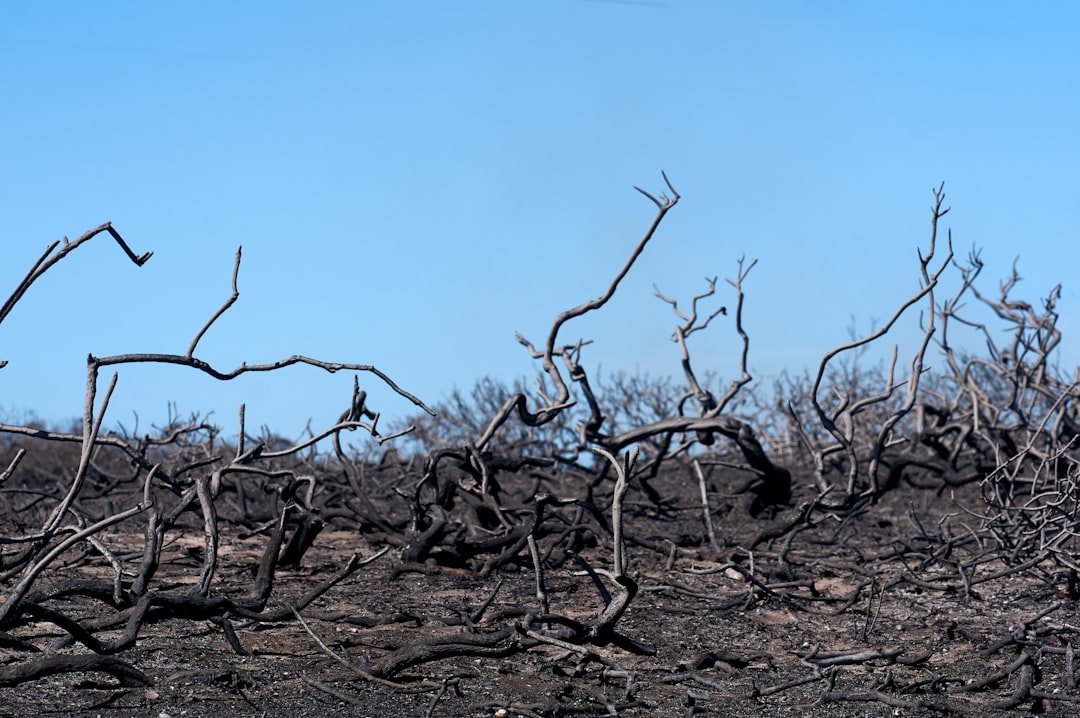 Climate Disruption and Environmental Stress (Image Credits: Unsplash)