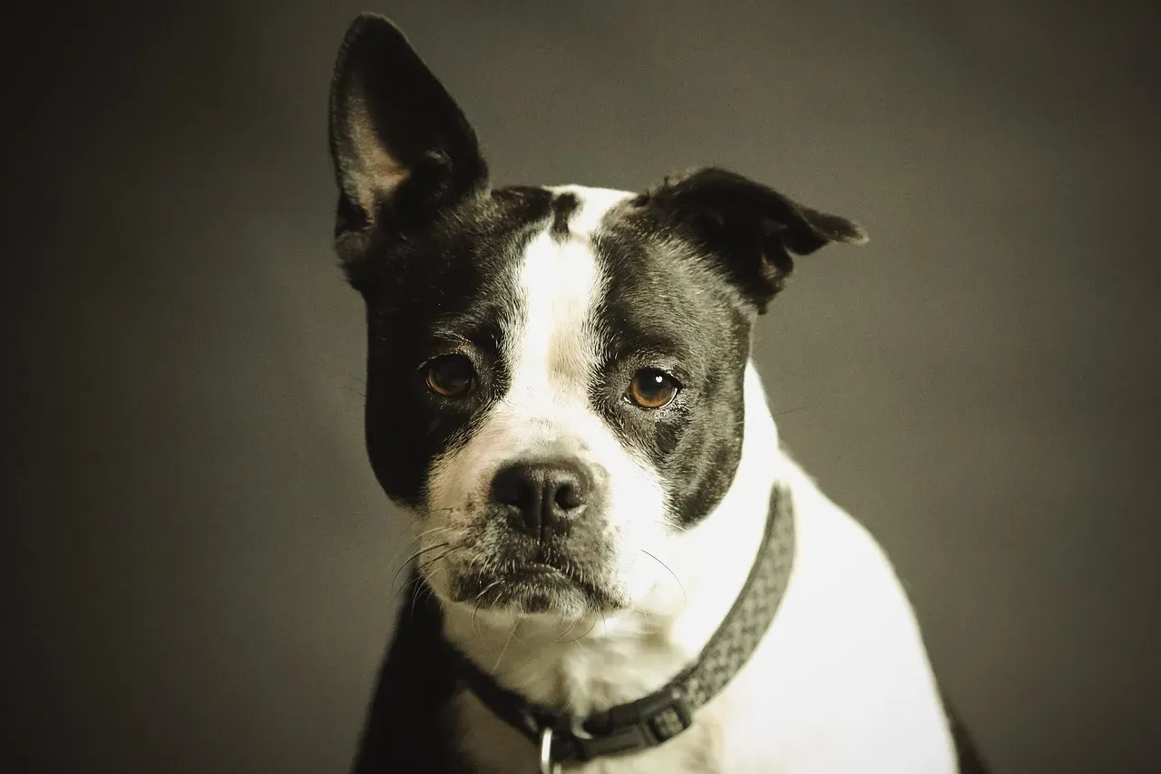 From Survival Mode to Living Room Mode: How Domestication Rewrote the Dog Brain (Image Credits: Pixabay)