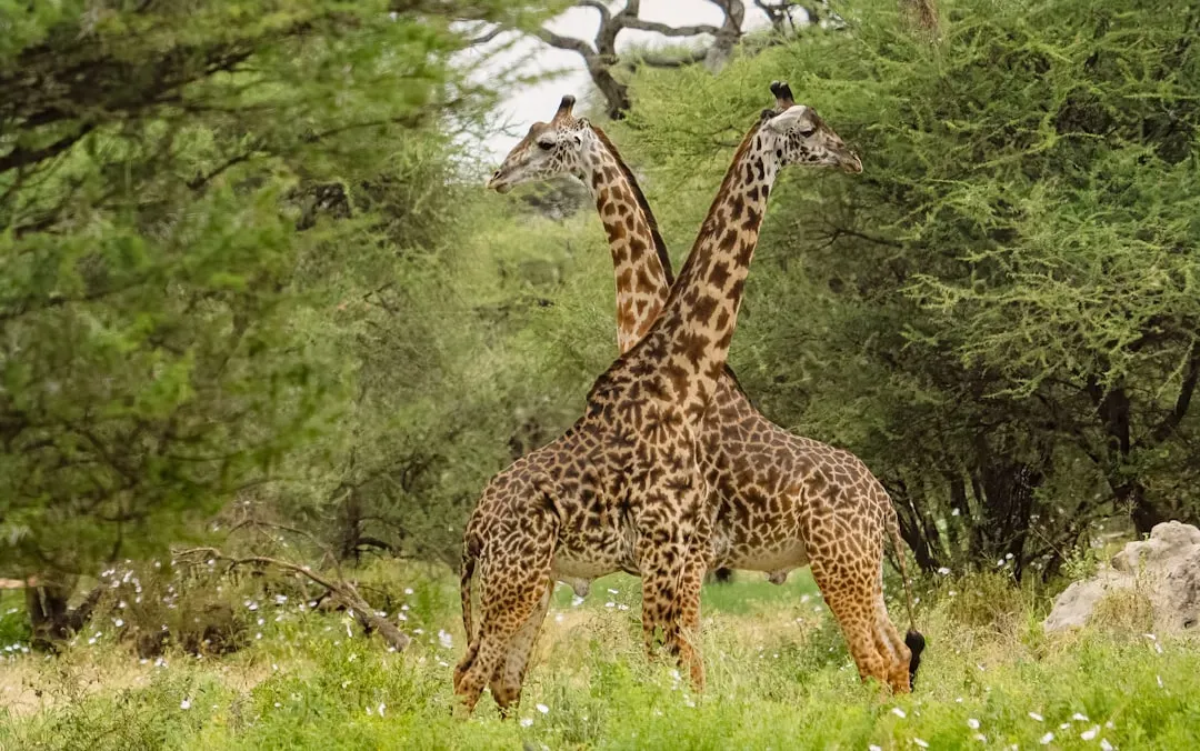 2. The Giraffe's Remarkable Neck Was Forged Through Sexual Competition (Image Credits: Unsplash)