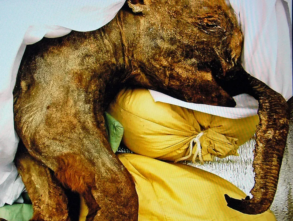 Myth 8: Scientists Are About to Bring Woolly Mammoths Back Any Day Now (James St. John, Flickr, CC BY 2.0)