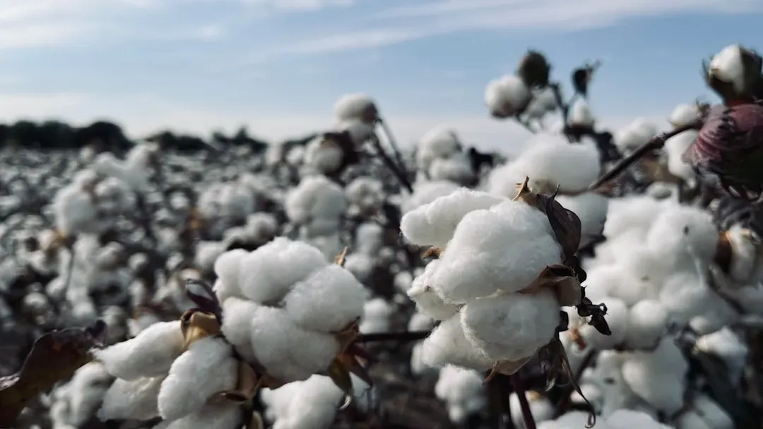 #4 - The Sheep That "Grew" From a Plant (Image Credits: Unsplash)