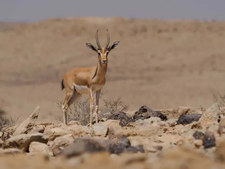 Libra – The Gazelle’s Elegant Balance (Image Credits: Pexels)
