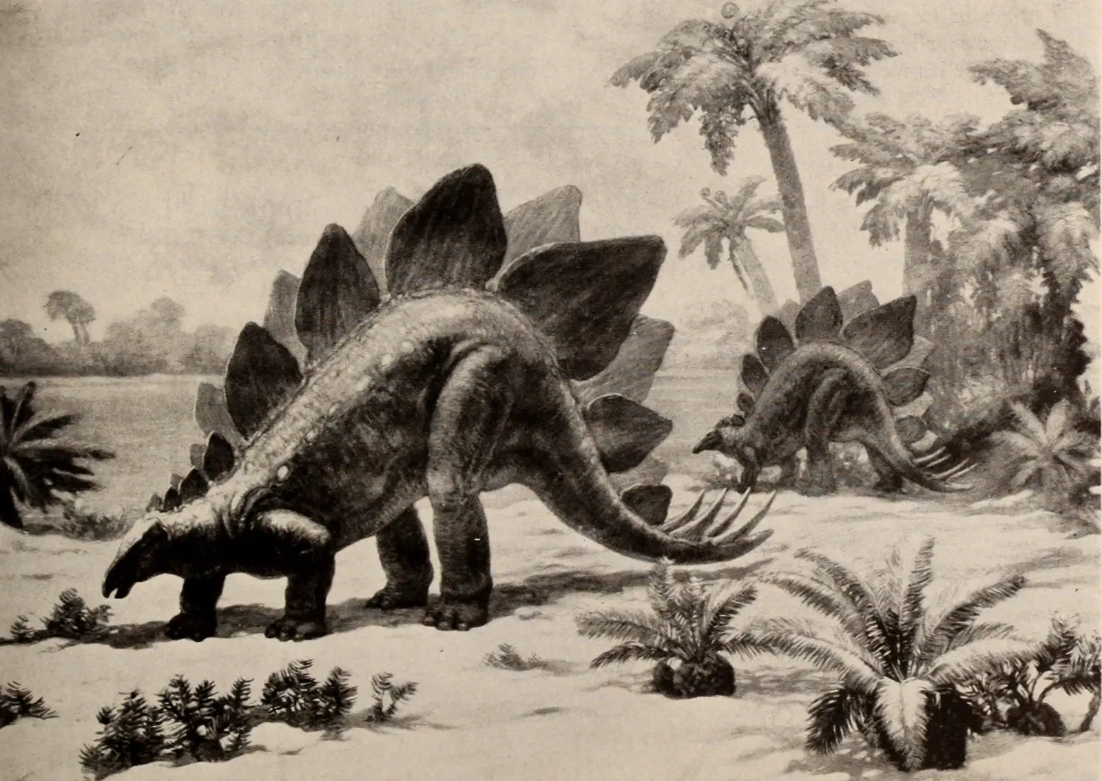 #8 - It May Have Traveled in Groups, Not as a Lonely Wanderer (By Internet Archive Book Images, No restrictions)