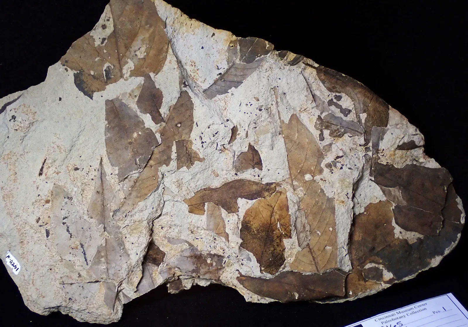 How Plant Fossils Explain Dinosaur Coexistence (By James St. John, CC BY 2.0)