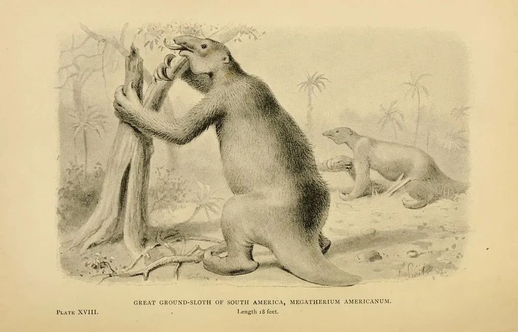 #4 - Their Massive Size Evolved From Tree-Dwelling Ancestors (Image Credits: Flickr)