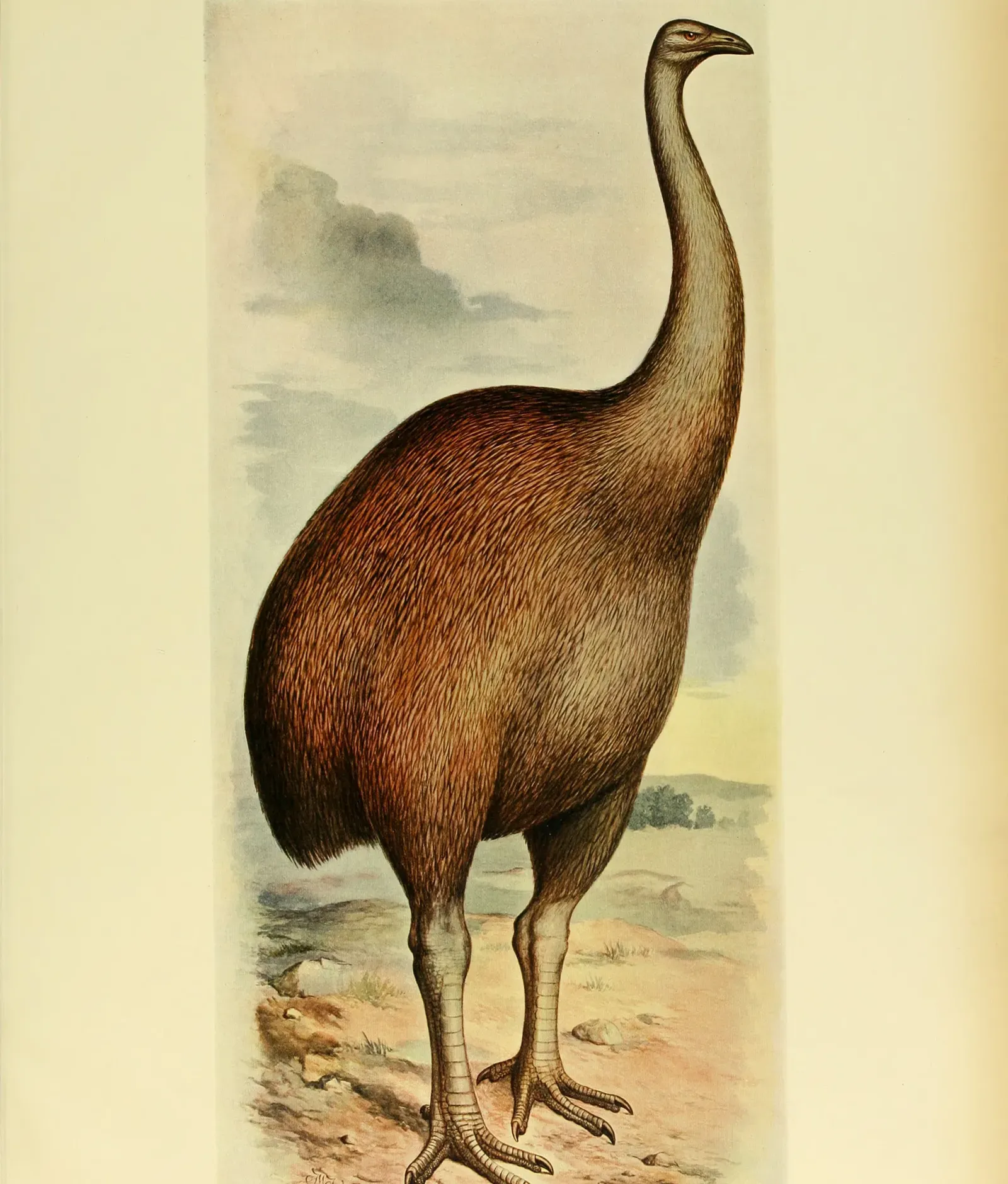 #6 - The Moa: Giant Birds Erased in a Human Blink (Image Credits: Wikimedia)