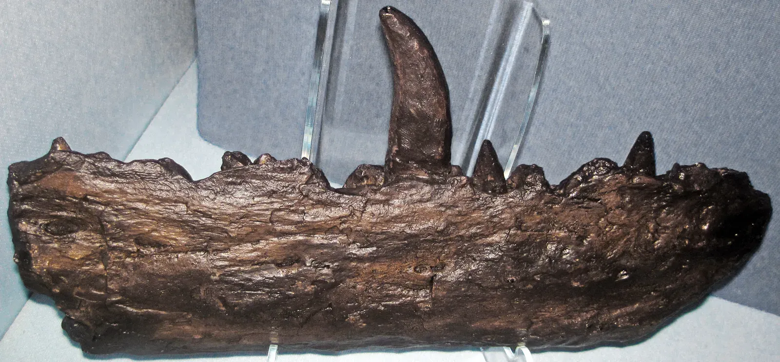#8 - The First Dinosaur Ever Named Came From a Jawbone and Some Loose Bones (By James St. John, CC BY 2.0)