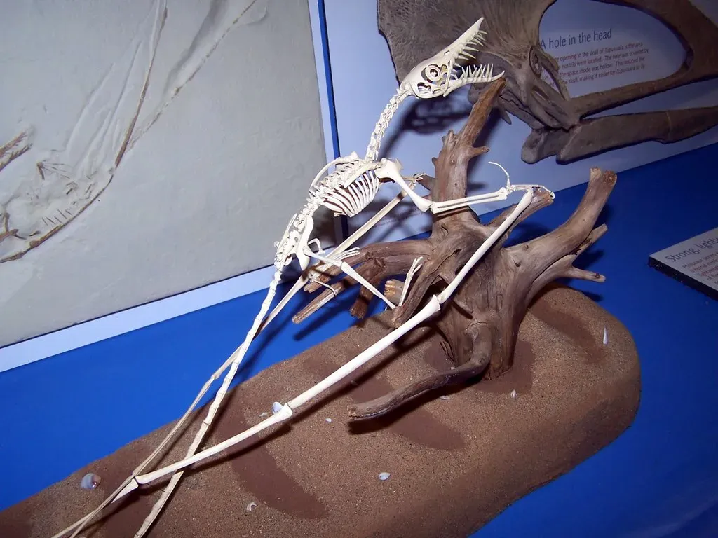 Why We Keep Underestimating How Many Pterosaurs There Were (Image Credits: Flickr)