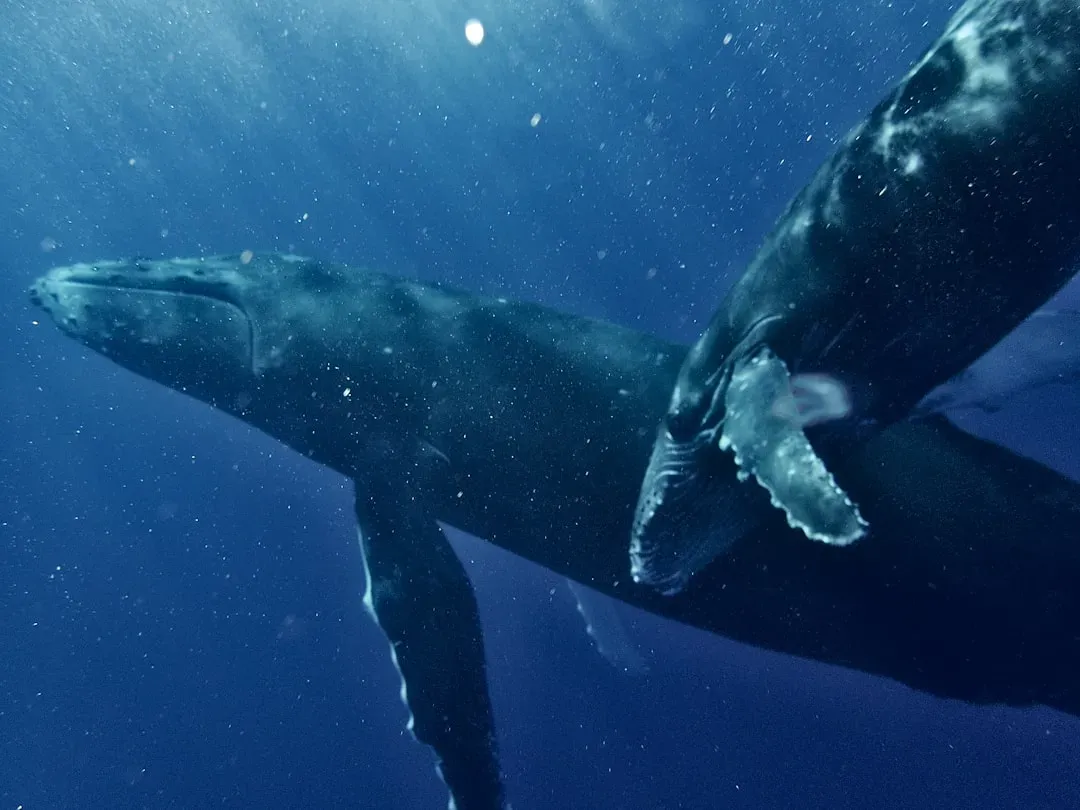 Why Dinosaurs and Whales Can Be Giant, but Apes Cannot (Image Credits: Unsplash)