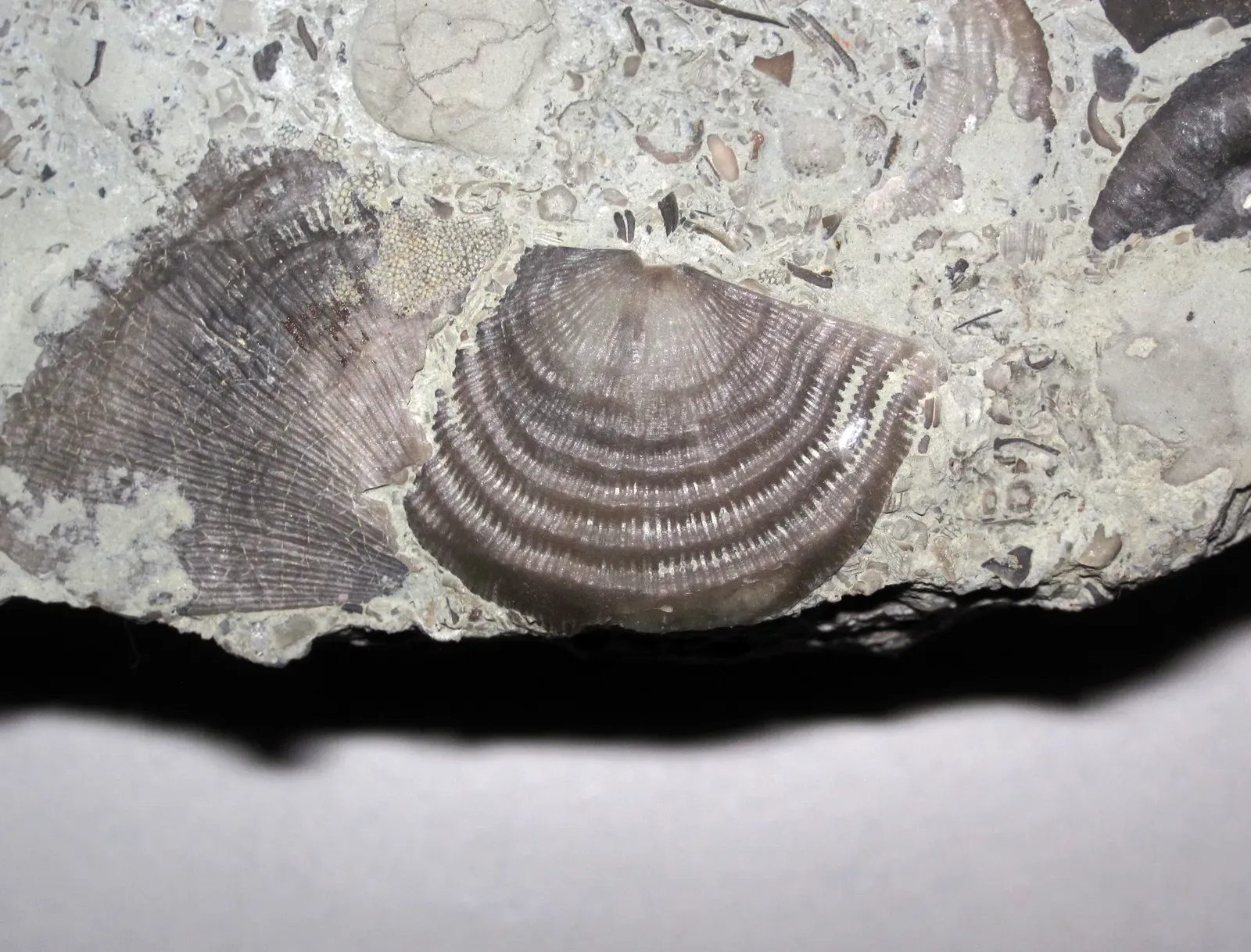 The Late Ordovician Mass Extinction: When the Seas Turned Against Their Own (By James St. John, CC BY 2.0)