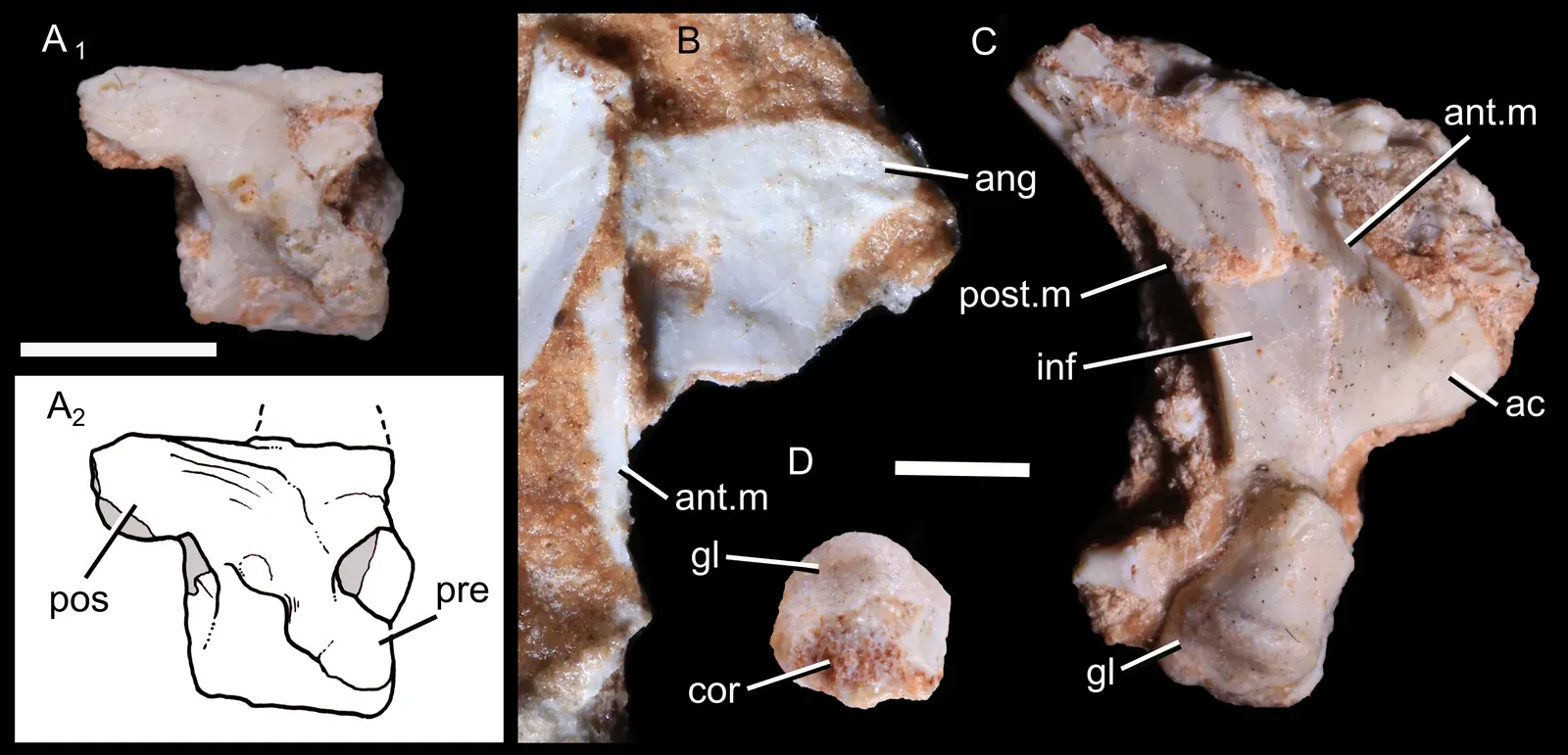 1. The Oldest Known Mammal: Brasilodon Changes the Starting Line (By Morgan L. Guignard, Agustin G. Martinelli, Marina B. Soares, CC BY 4.0)