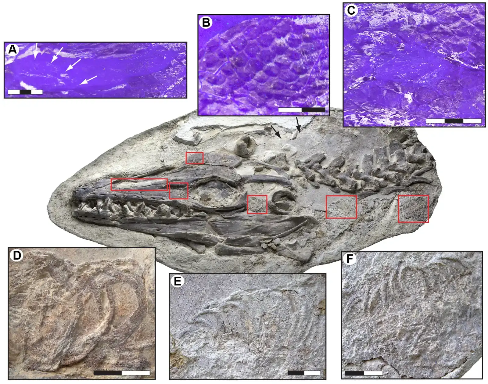 The Rarest Treasure in Paleontology: Preserved Soft Tissue (Image Credits: Wikimedia)