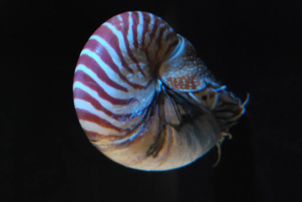Gemini – Nautilus, the Spiral‑Shelled Storyteller of Ancient Seas (Aaron Gustafson, Flickr, CC BY-SA 2.0)