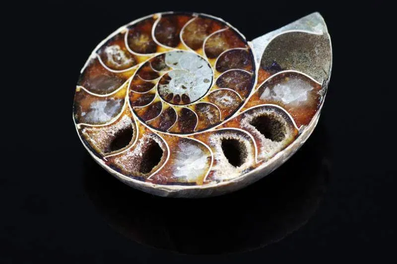 #5 - The Oceans Were Ruled by Coiled Shells and Reptiles, Not Whales (By Linas Juozėnas, CC BY-SA 4.0)