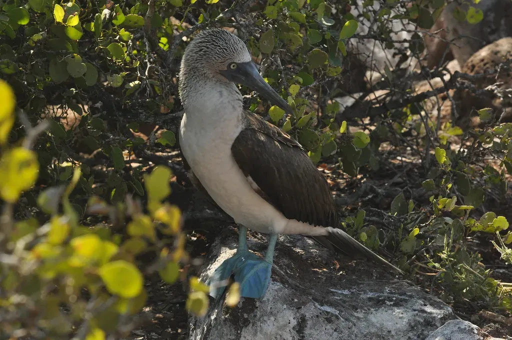 How This Changes the Way You See Evolution – and Your Backyard (Constanza S. Mora, Flickr, CC BY 2.0)