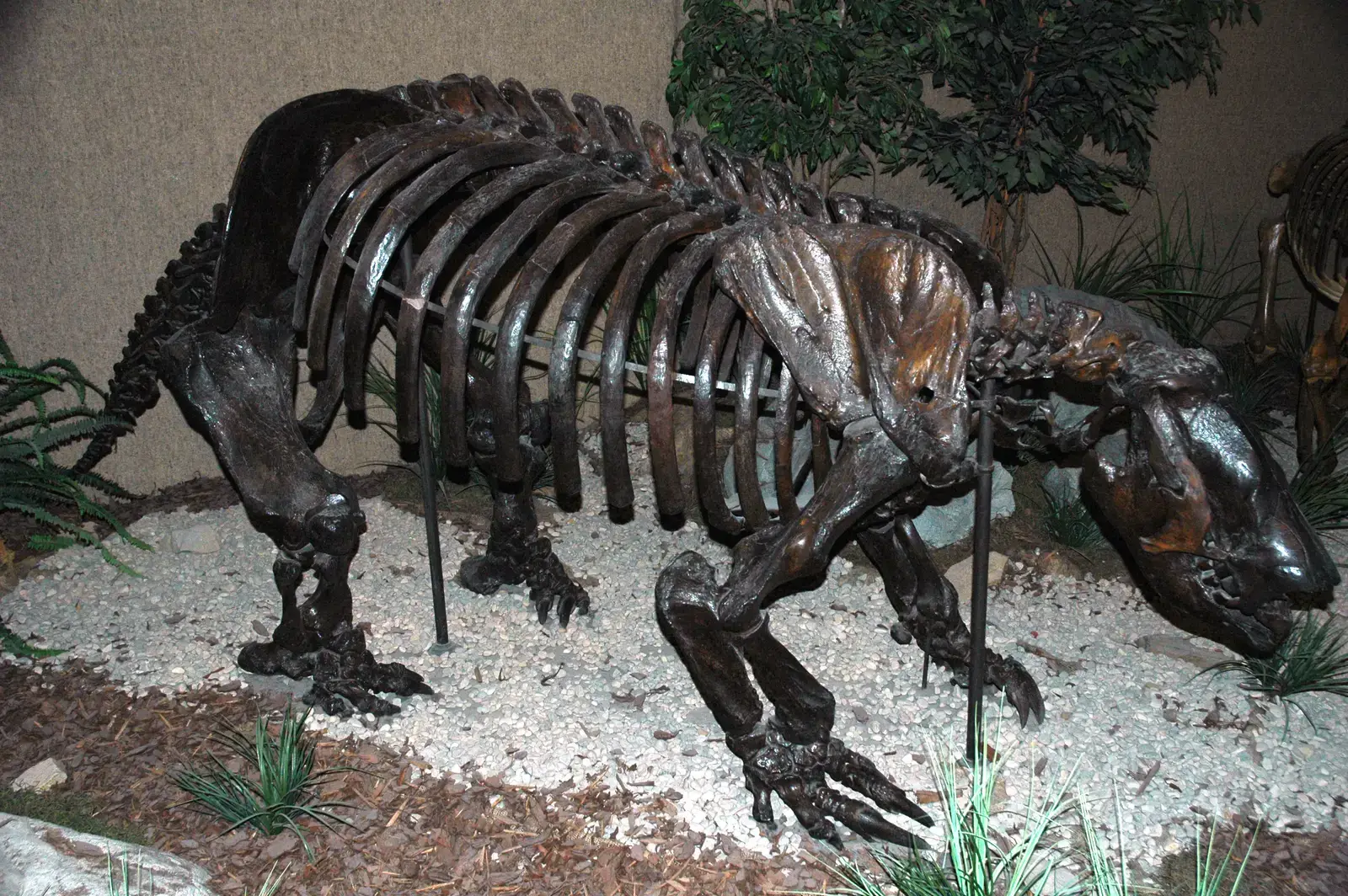 9. They played a serious role in Ice Age ecosystems and possibly in early human cultures (Paramylodon harlani ground sloth (La Brea Asphalt, Upper Pleistocene; Rancho La Brea, Los Angeles, southern California, USA) 1, CC BY 2.0)