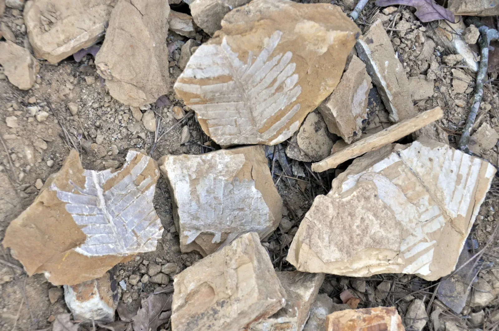 Survival Strategies: What Ancient Plants Tell Us About Adaptation (Image Credits: Wikimedia)