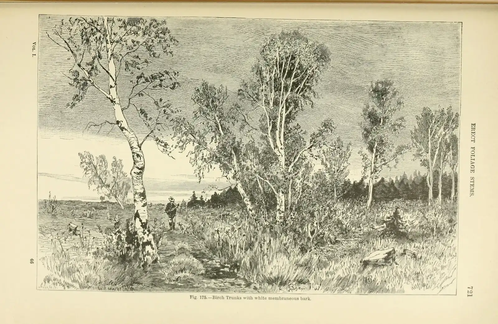 What We Lost and Why It Matters (Image Credits: Wikimedia)