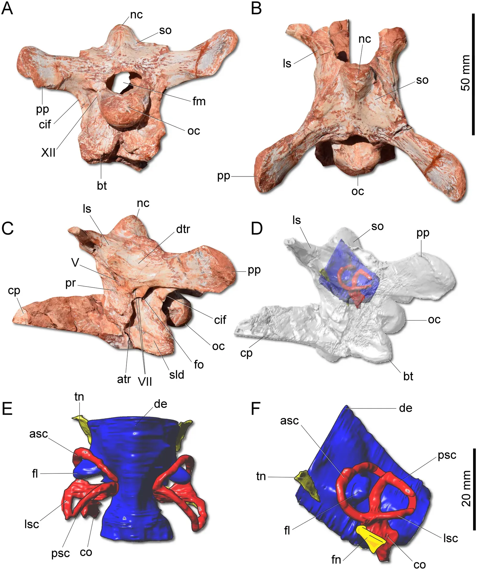 Cracking the Code: How Scientists Actually Measure Dinosaur Intelligence (Gnathovorax cabreirai: a new early dinosaur and the origin and initial radiation of predatory dinosaurs (2019). PeerJ 7:e7963 https://doi.org/10.7717/peerj.7963, CC BY 4.0)