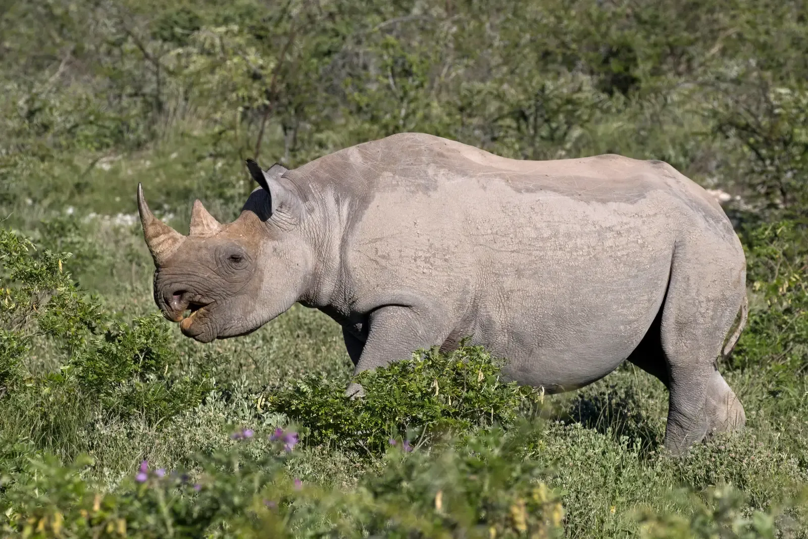 #10 - The Western Black Rhino's Horn Was Its Death Sentence (Own work, from Sharp Photography, sharpphotography.co.uk, CC BY-SA 4.0)