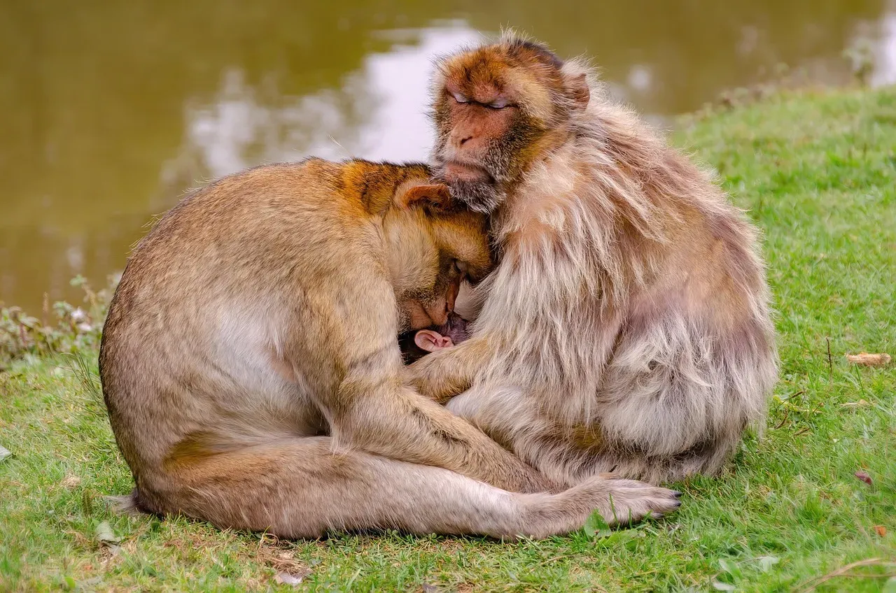 Monkey: Strategic Play And Flexibility (Image Credits: Pixabay)