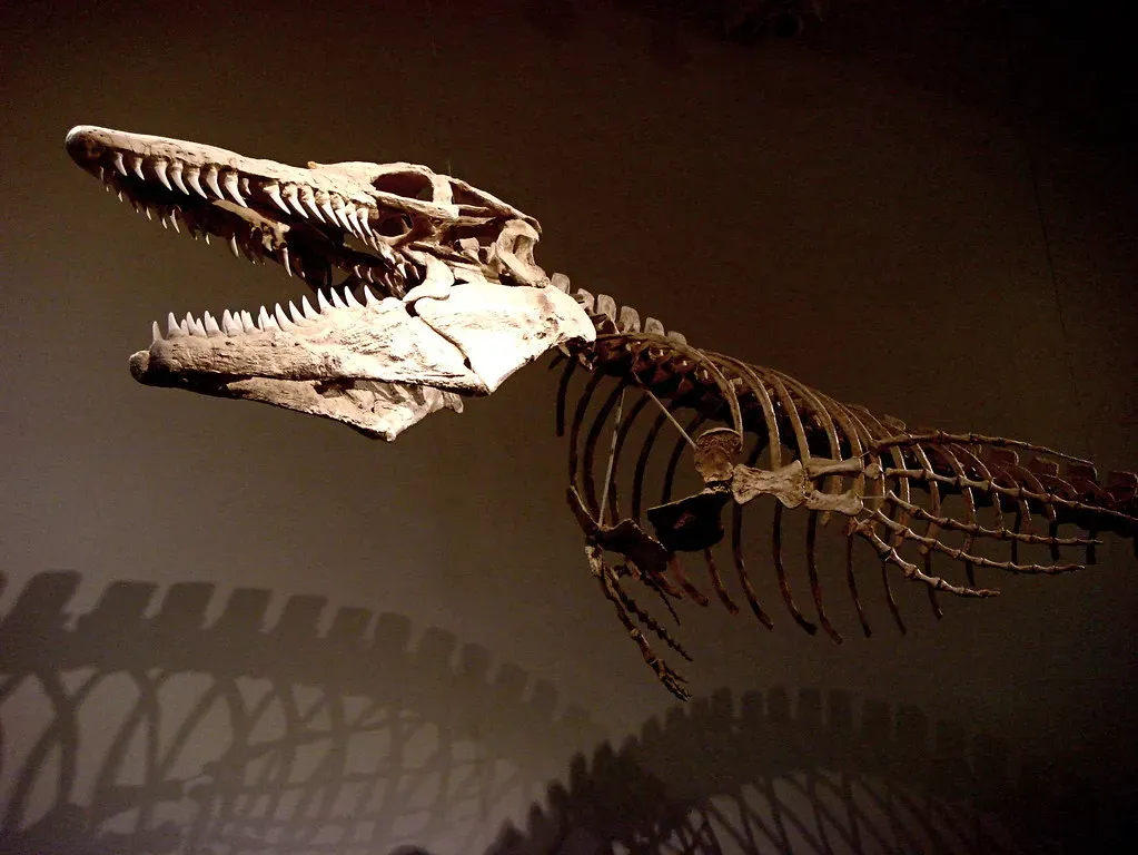 Extinction, Legacy, and Why This Sea Monster Still Matters (L'eau Bleue, Flickr, CC BY-SA 2.0)